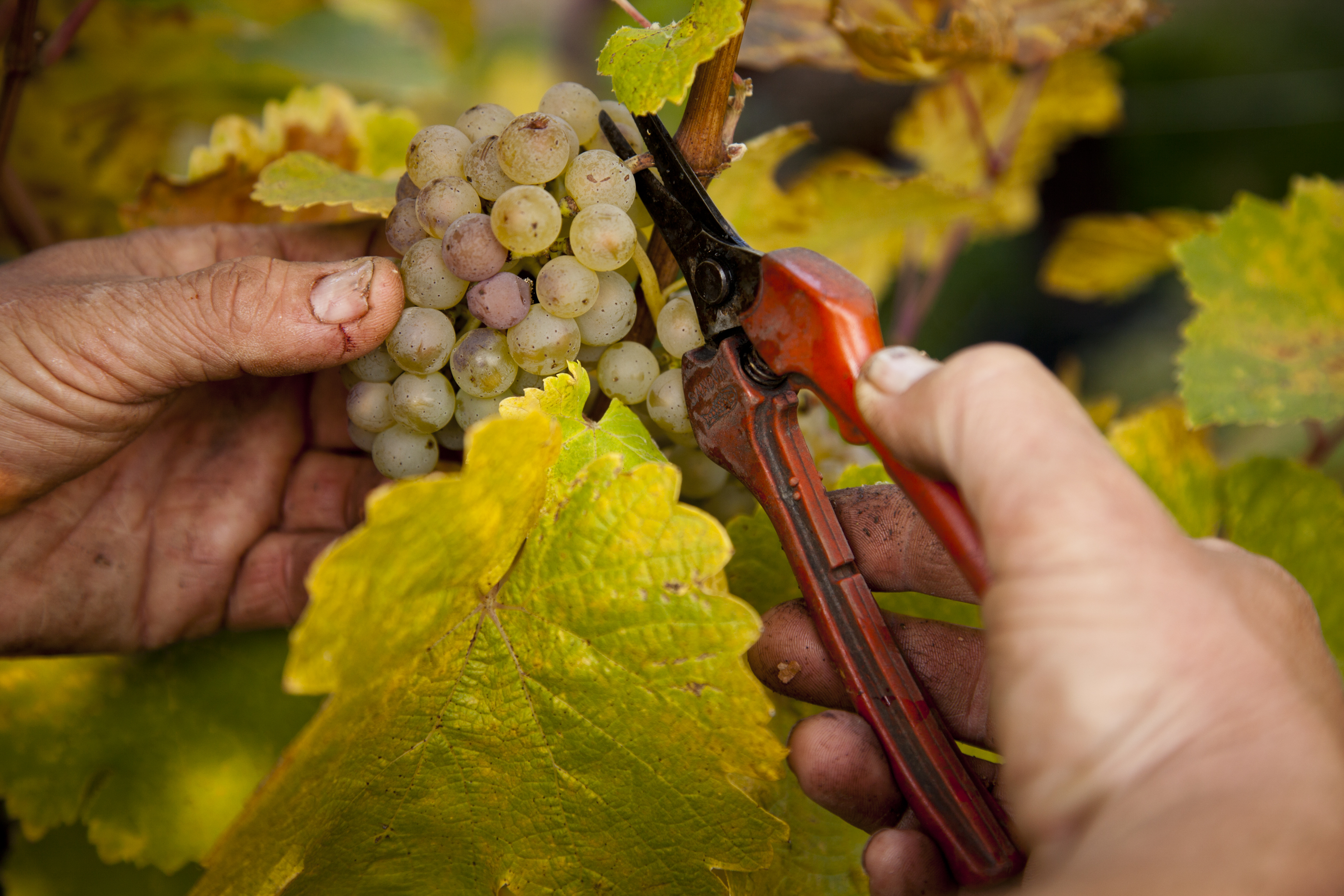 Les vendanges Vins d