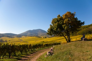 Alsace Grand Cru Muenchberg